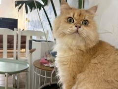 -李小姐の猫咖啡馆(五角场店)