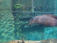 -上海海洋水族馆