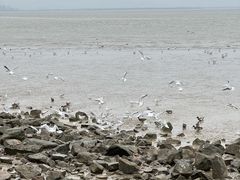 -深圳湾公园(南山区)