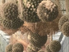 -上海鲜花港