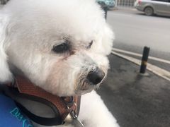 -神采飞扬宠物美容(香港路店)