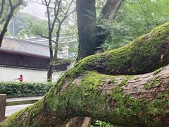 -普陀山风景名胜区-法雨禅寺