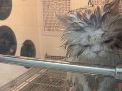 -瑞派宠物医院·犬猫全科·猫友好(宾水西道店)