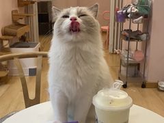 -猫咪派对(江南西店)