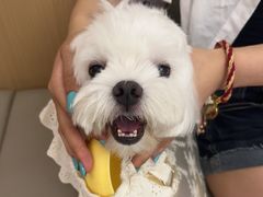 -瑞派康怡24h宠物医院·犬猫医疗中心·微创绝育(瑞景分院)