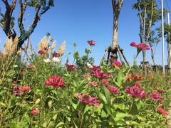 -上海长兴岛郊野公园