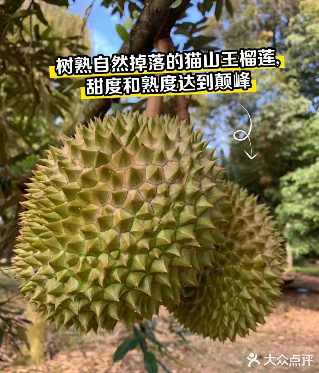 一入猫王深似海 从此金枕是路人
