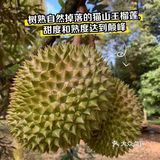 一入猫王深似海 从此金枕是路人