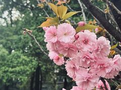 -四川大学(望江校区)