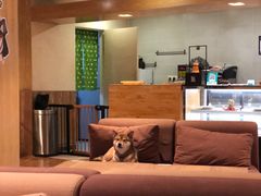 -柴务处·柴犬主题狗咖