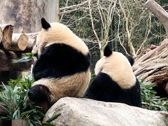 -都江堰中华大熊猫苑