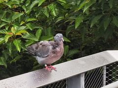 -新加坡飞禽公园