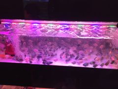 -中环花鸟鱼虫市场