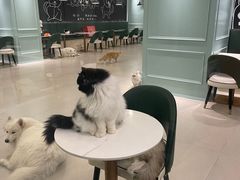 -安格丽娜·狗咖·猫咖羊驼咖(春熙路百盛商场店)