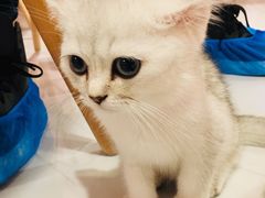 -三花喵·撸猫购宠·宠物生活馆(虹桥南丰城店)