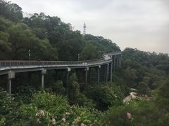 -金鸡山公园