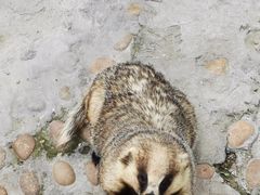 -西霞口神雕山野生动物世界