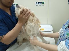 -佩兹宠物医院肿瘤专科·眼科·牙科(黄浦店)