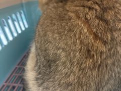 -宠颐生猫科·内科皮肤科(西平世纪城店)