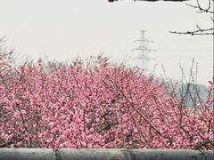 -重庆彩云湖湿地公园