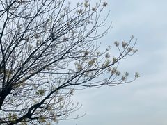 -上海佘山国家森林公园西佘山园