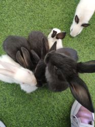 -萌宠亲子动物乐园(槐房万达店)