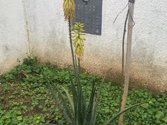 -广州神农草堂中医药博物馆