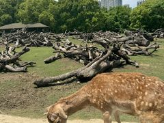 -常州淹城野生动物世界