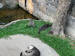 -清迈夜间动物园