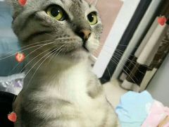 -美联众合动物医院(·中兽医·疑难杂症·严家桥分院)