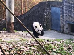 -都江堰中华大熊猫苑