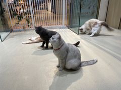 -藏猫猫咖啡主题馆(中央大道店)