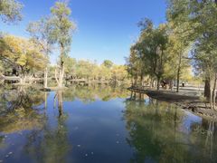 -金塔沙漠胡杨林景区