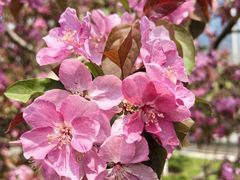 -海棠花溪(元大都城垣遗址公园)