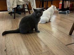 -有猫主题·治愈系猫咖(曾厝垵店)