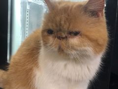 -more than meow吴止猫主题餐厅(承德 中船汇店)