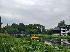 -桂湖森林公园