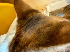 -有喵·猫咖·狗咖·30几只猫10只小狗(岗厦店)