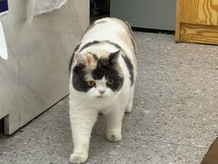 -四月宠物医院·猫专科·心脏专科·内科(转塘店)