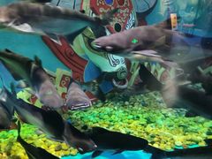 -西双版纳原始森林公园