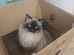 -安格丽娜·狗咖·猫咖羊驼咖(春熙路百盛商场店)