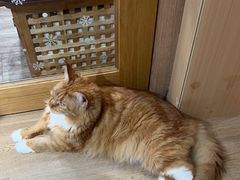 -MOCHA明星猫咖(田子坊店)