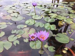 -三亚海棠湾万丽度假酒店