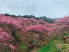 -新建村梅花