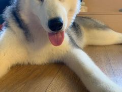 -Husky Go! 哈士奇体验馆·宠物咖啡厅狗咖