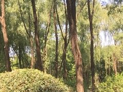-东升八家郊野公园