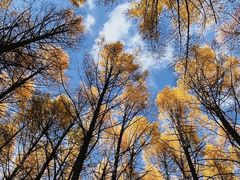 -塞罕坝国家级自然保护区