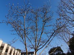 -上海崇明金茂凯悦酒店