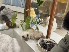 -共舞时光猫咖·狗咖(新街口店)