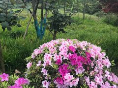 -铁山坪森林公园